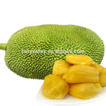 High quality jackfruit fruit Seeds artocarpus heterophyllus seeds For planting